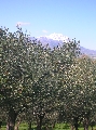 Agriturismo Fonte Riccione 37