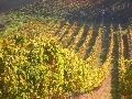 Agriturismo Fonte Riccione 54