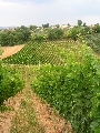 Agriturismo Fonte Riccione 56