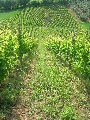 Agriturismo Fonte Riccione 66
